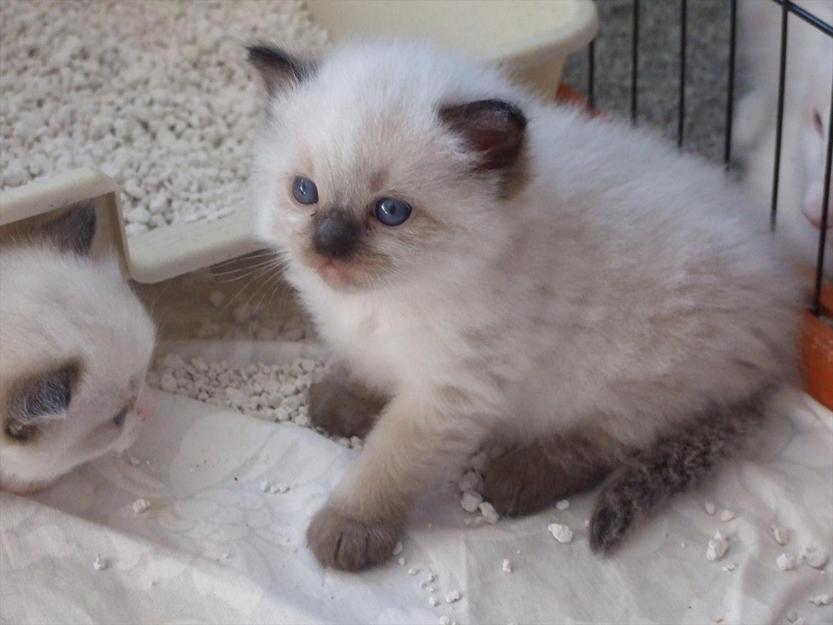 Ragdoll DK Vandoll Kiss me Kelly billede 1