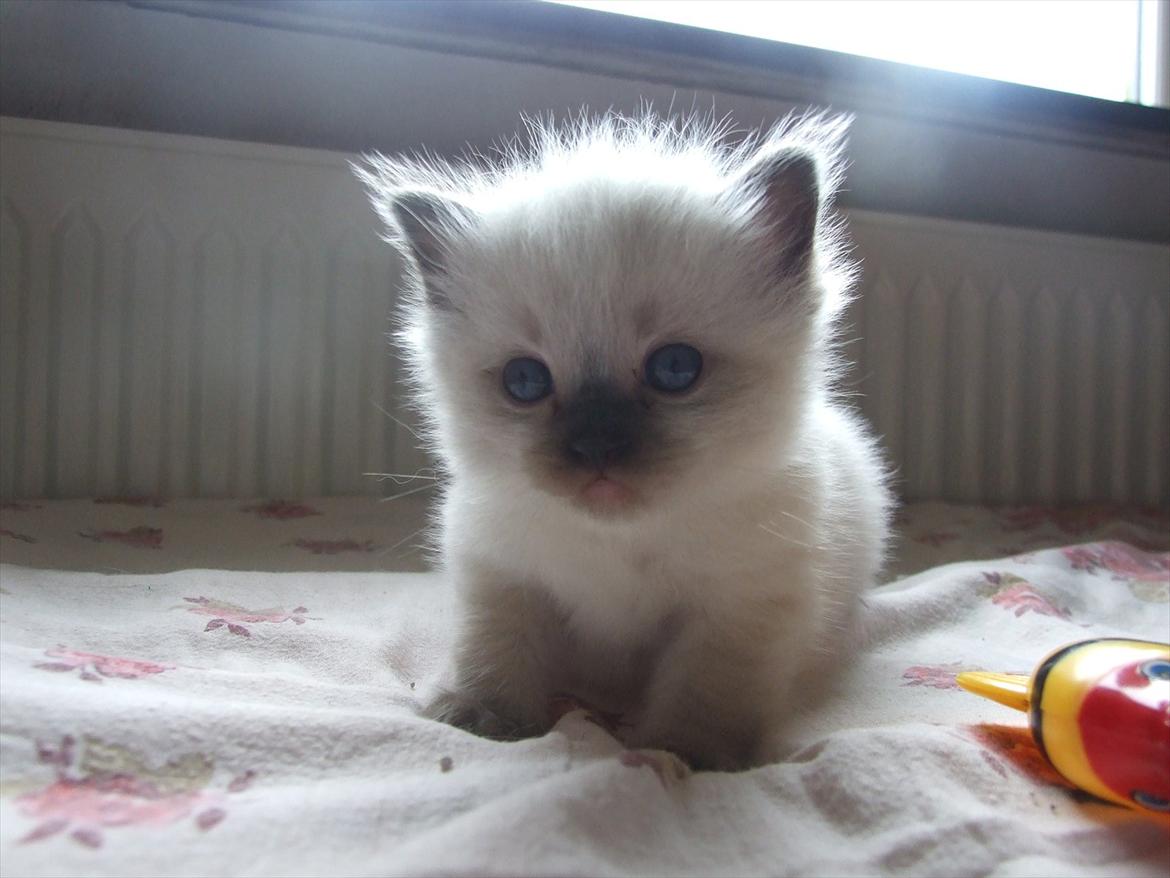 Ragdoll DK Vandoll Kiss me Kelly billede 2