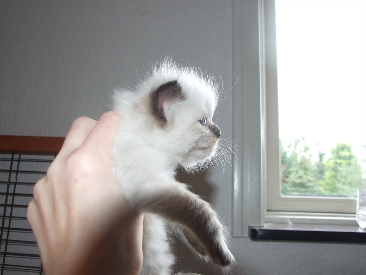 Ragdoll DK Vandoll Kiss me Kelly billede 3