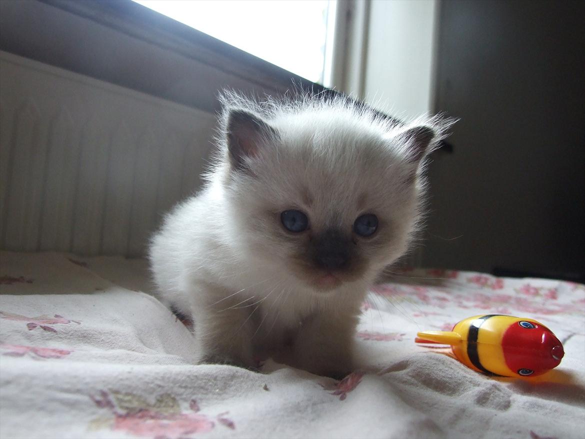 Ragdoll DK Vandoll Kiss me Kelly billede 4