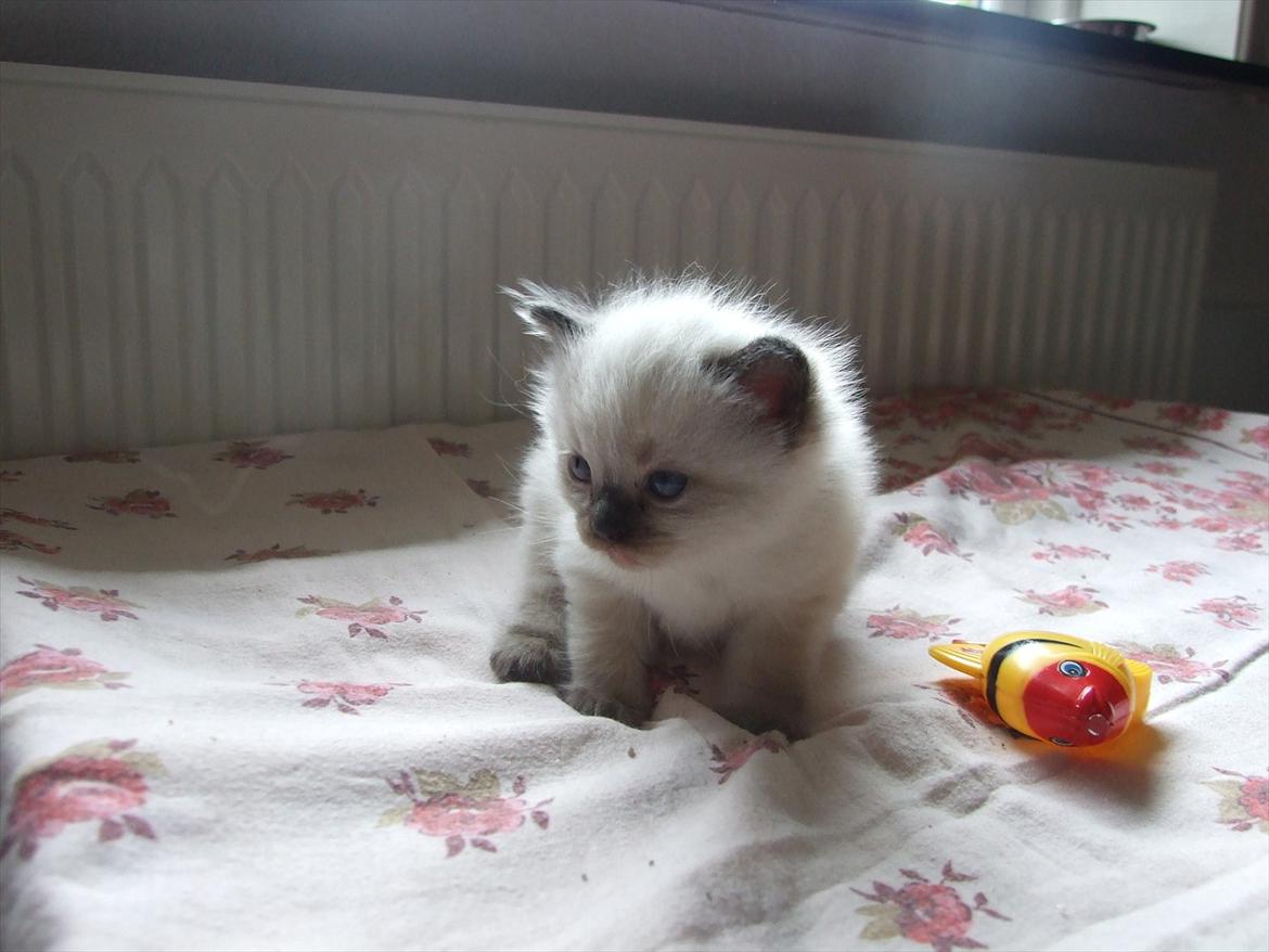 Ragdoll DK Vandoll Kiss me Kelly billede 5