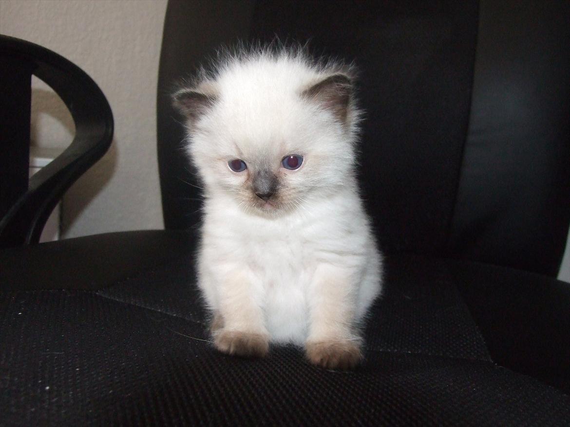 Ragdoll DK Vandoll Kiss me Kelly billede 6