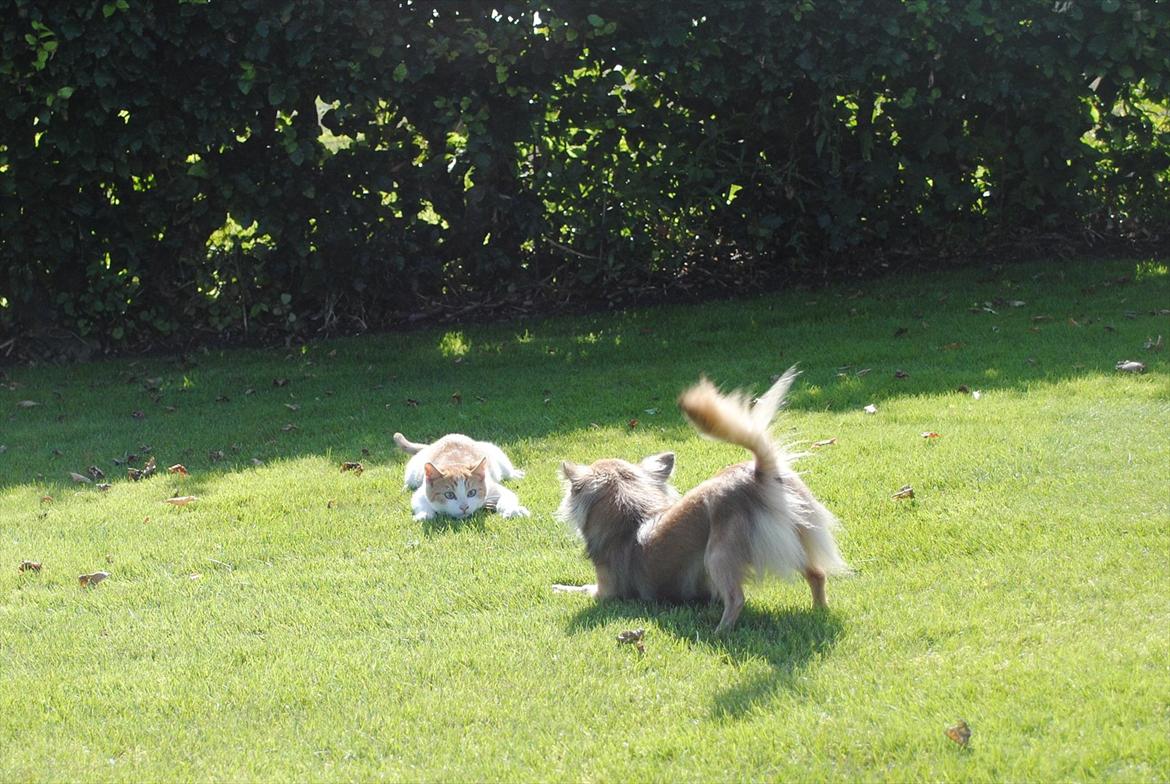 Blanding af racer Aki   R.I.P - Aki & min elskede chihuahua tæve leger så godt sammen NYT billede 2