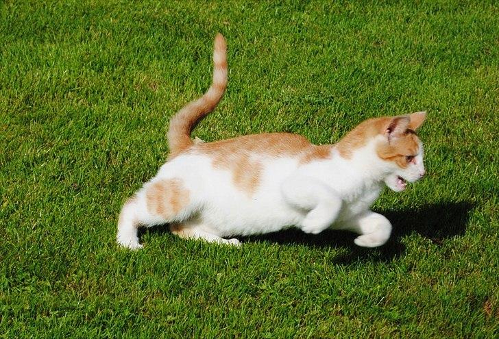 Blanding af racer Aki   R.I.P - Aki i fuld fart efter min pomeranian tæve NYT billede 3