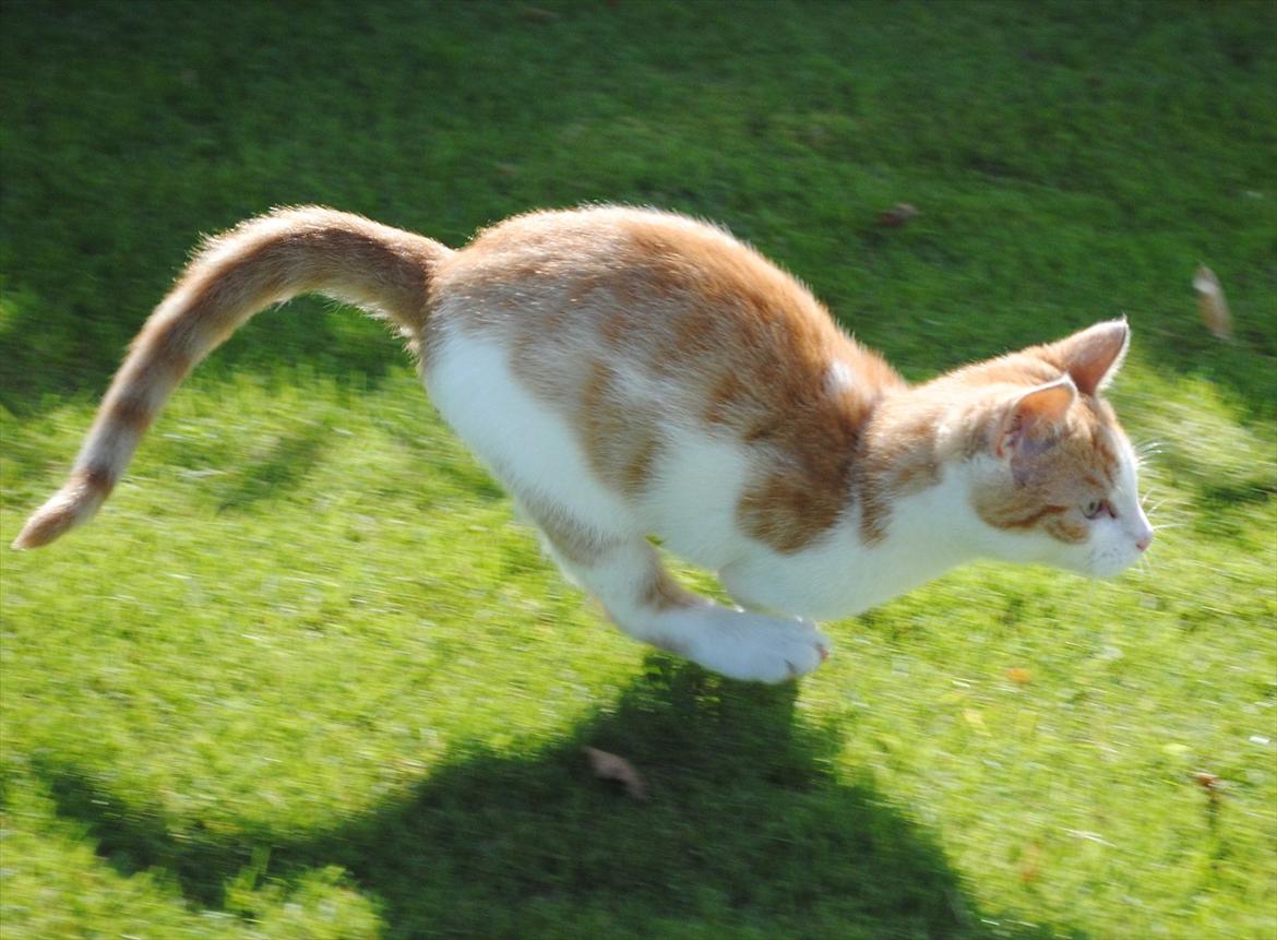 Blanding af racer Aki   R.I.P - Aki i fuld fart (en rigtig racer kat)  NYT billede 4