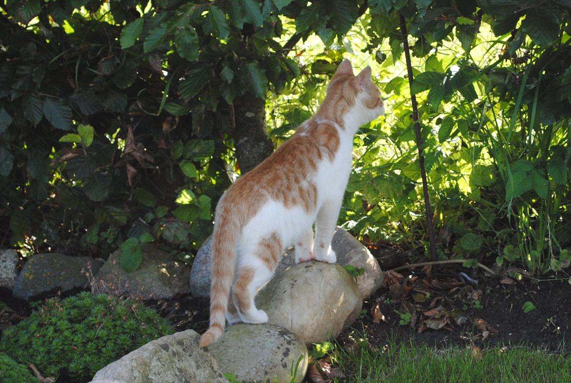 Blanding af racer Aki   R.I.P - Aki kigger igennem hækken, mon der er en mus der ude på den store mark NYT billede 5