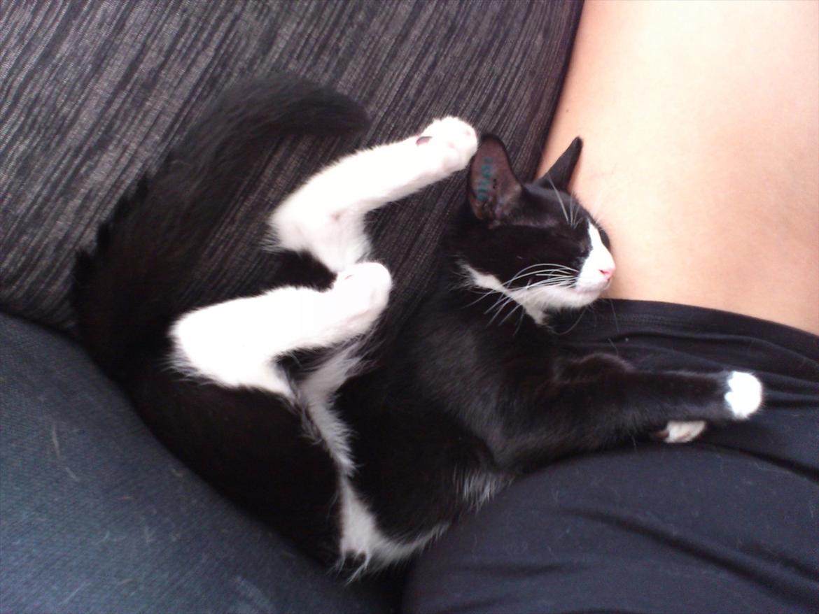 Huskat Bob/Bobber billede 2