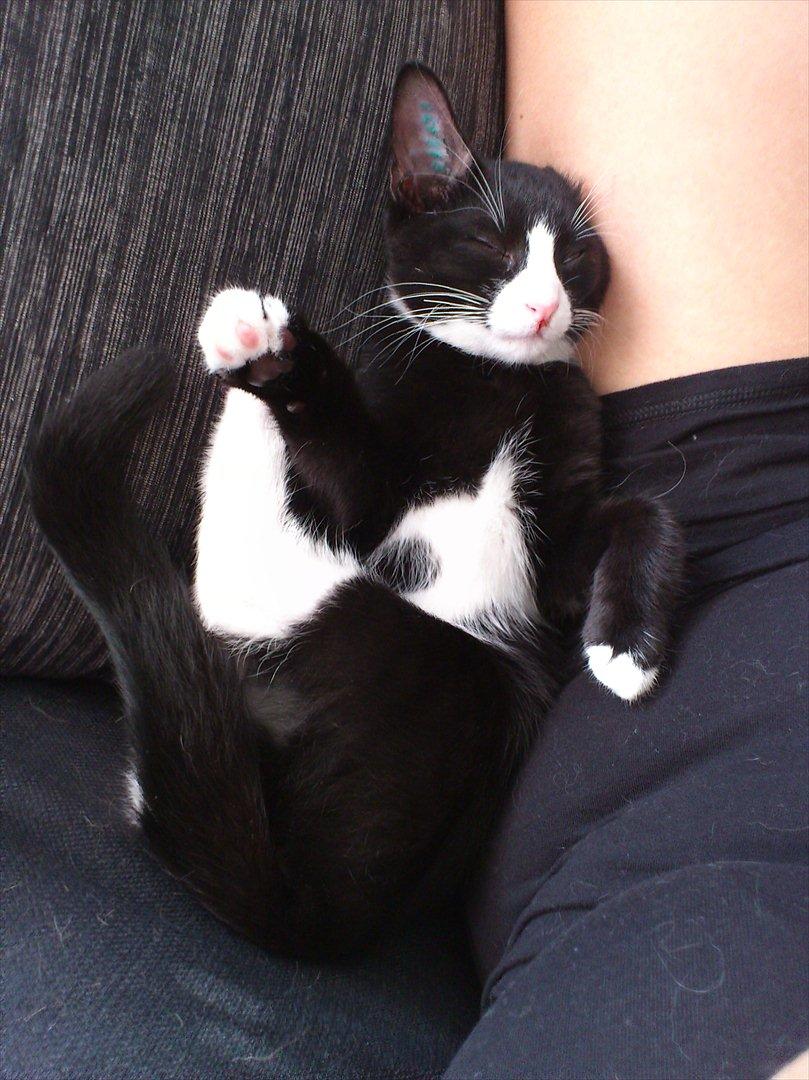 Huskat Bob/Bobber billede 1