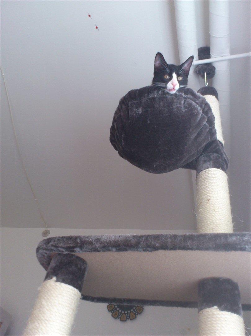 Huskat Bob/Bobber billede 3