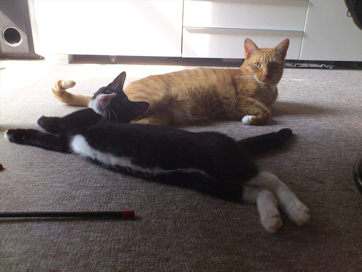 Huskat Bob/Bobber billede 4