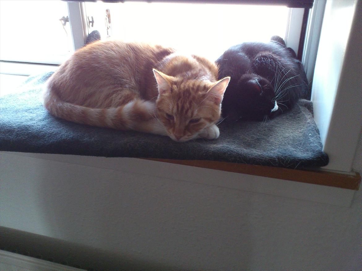 Huskat Bob/Bobber billede 5