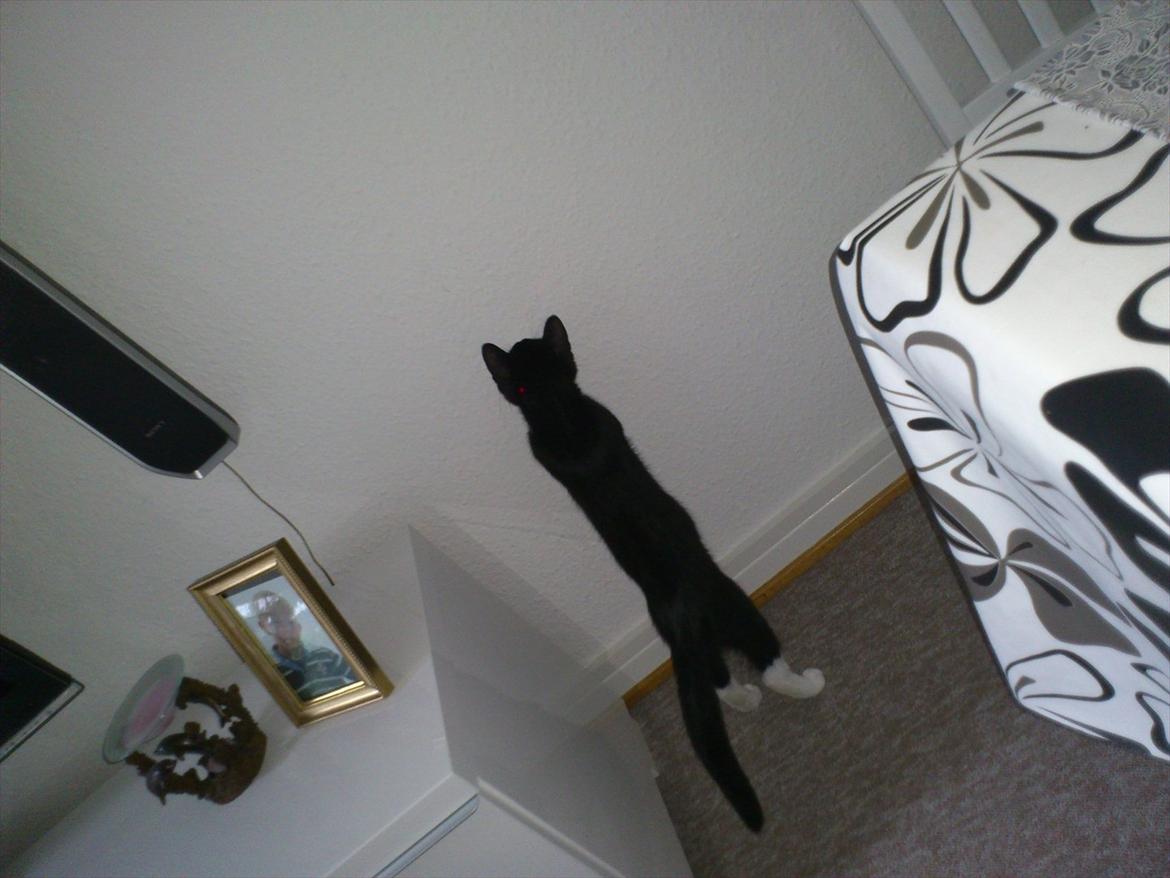 Huskat Bob/Bobber billede 6