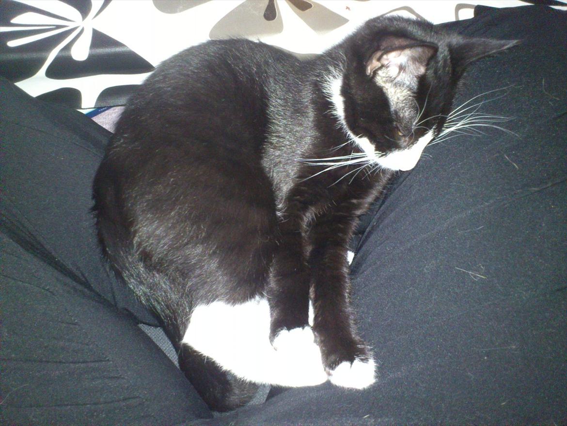 Huskat Bob/Bobber billede 7