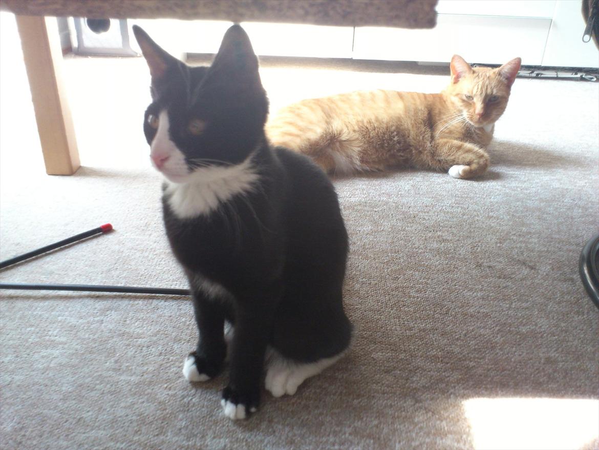 Huskat Bob/Bobber billede 8