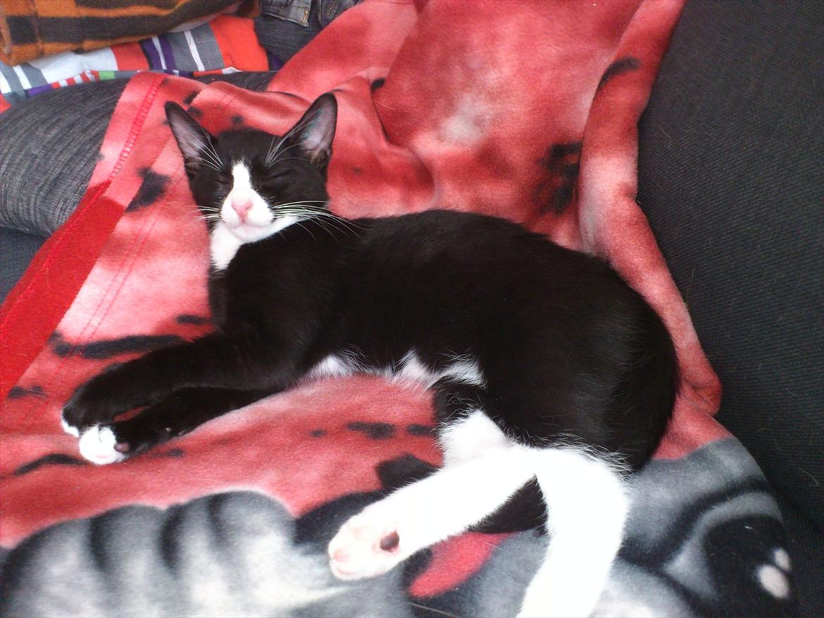 Huskat Bob/Bobber billede 12