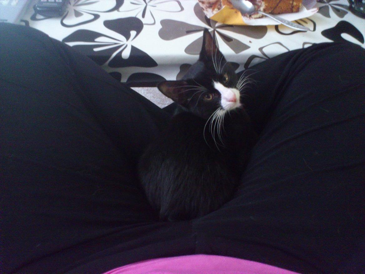 Huskat Bob/Bobber billede 9