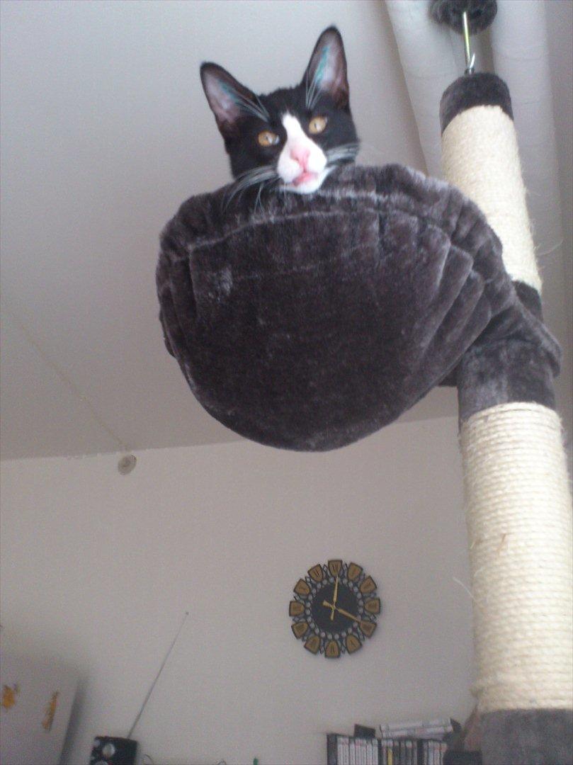 Huskat Bob/Bobber billede 10