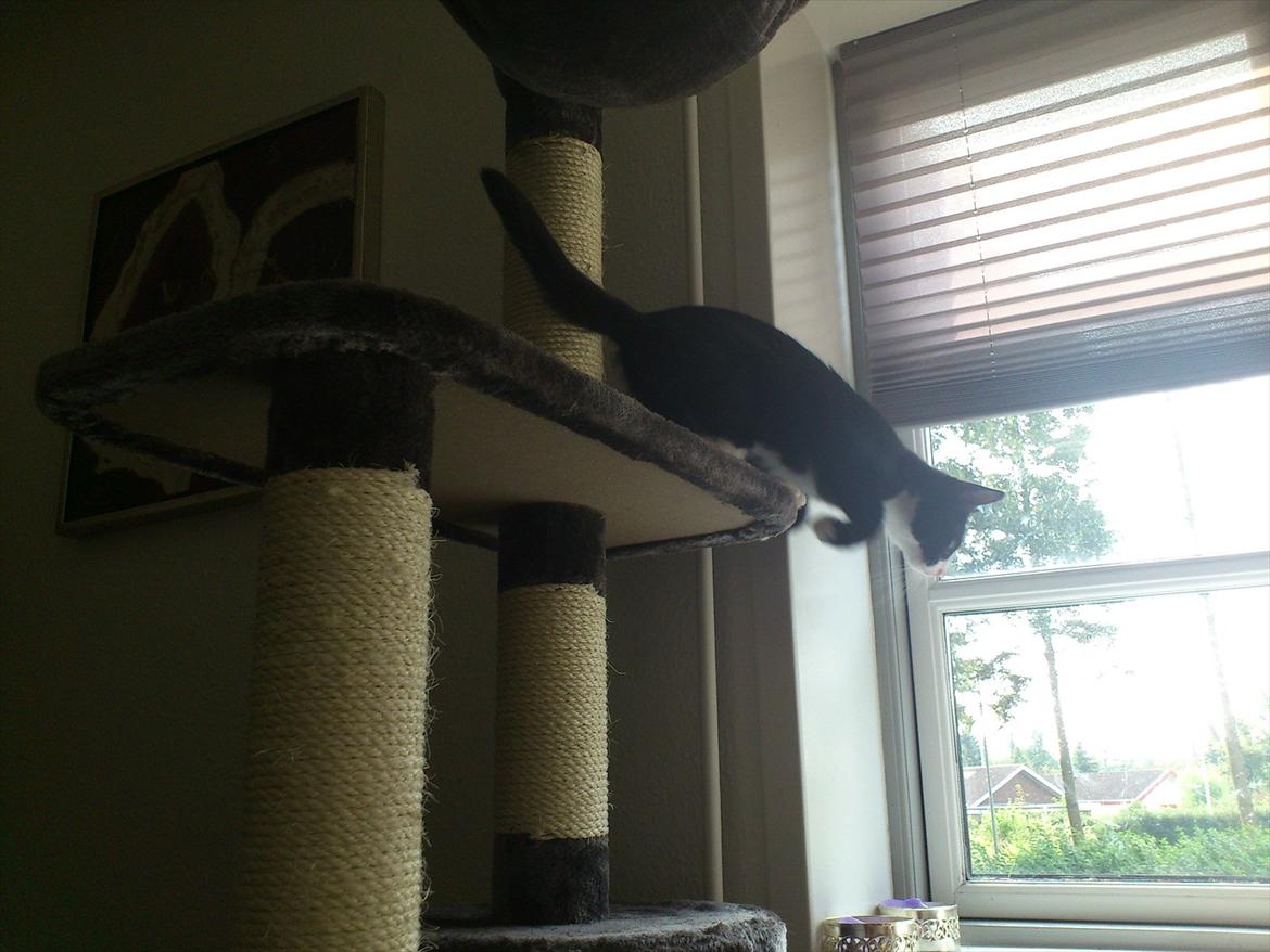 Huskat Bob/Bobber billede 11