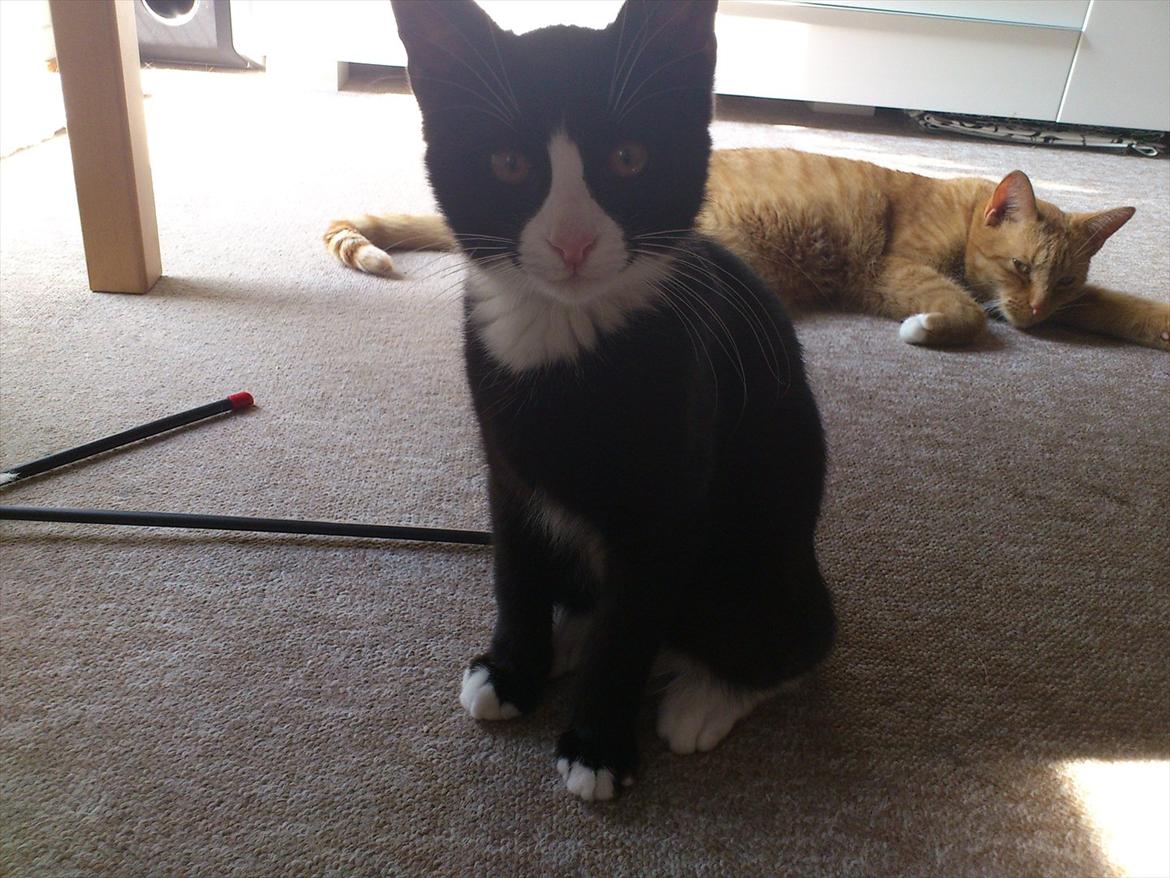 Huskat Bob/Bobber billede 13