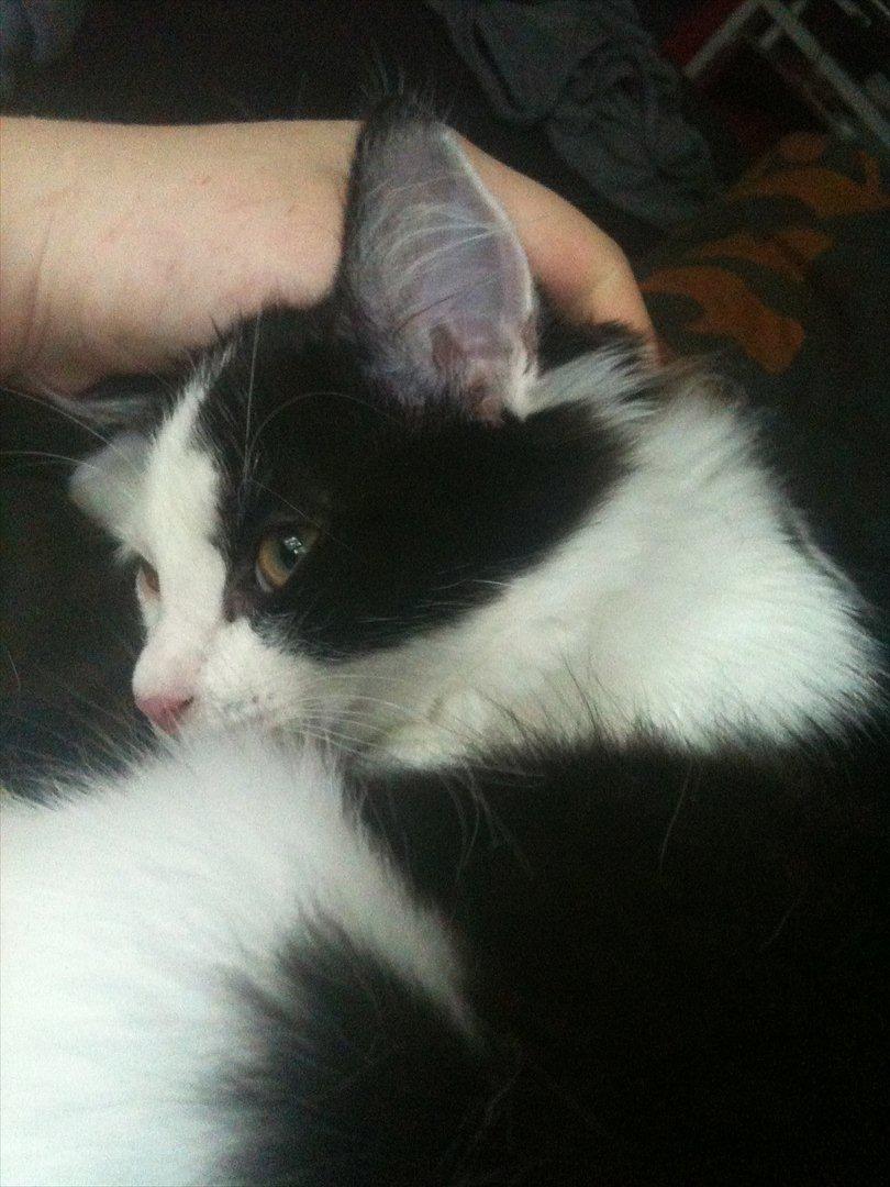 Huskat / Norsk skovkat.  Ozzy<3 billede 12