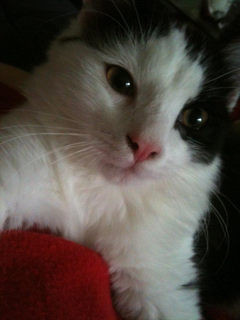 Huskat / Norsk skovkat.  Ozzy<3 billede 5