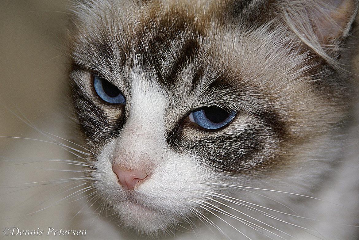 Blanding af racer Hellig Birma/ Ragdoll Chili billede 1