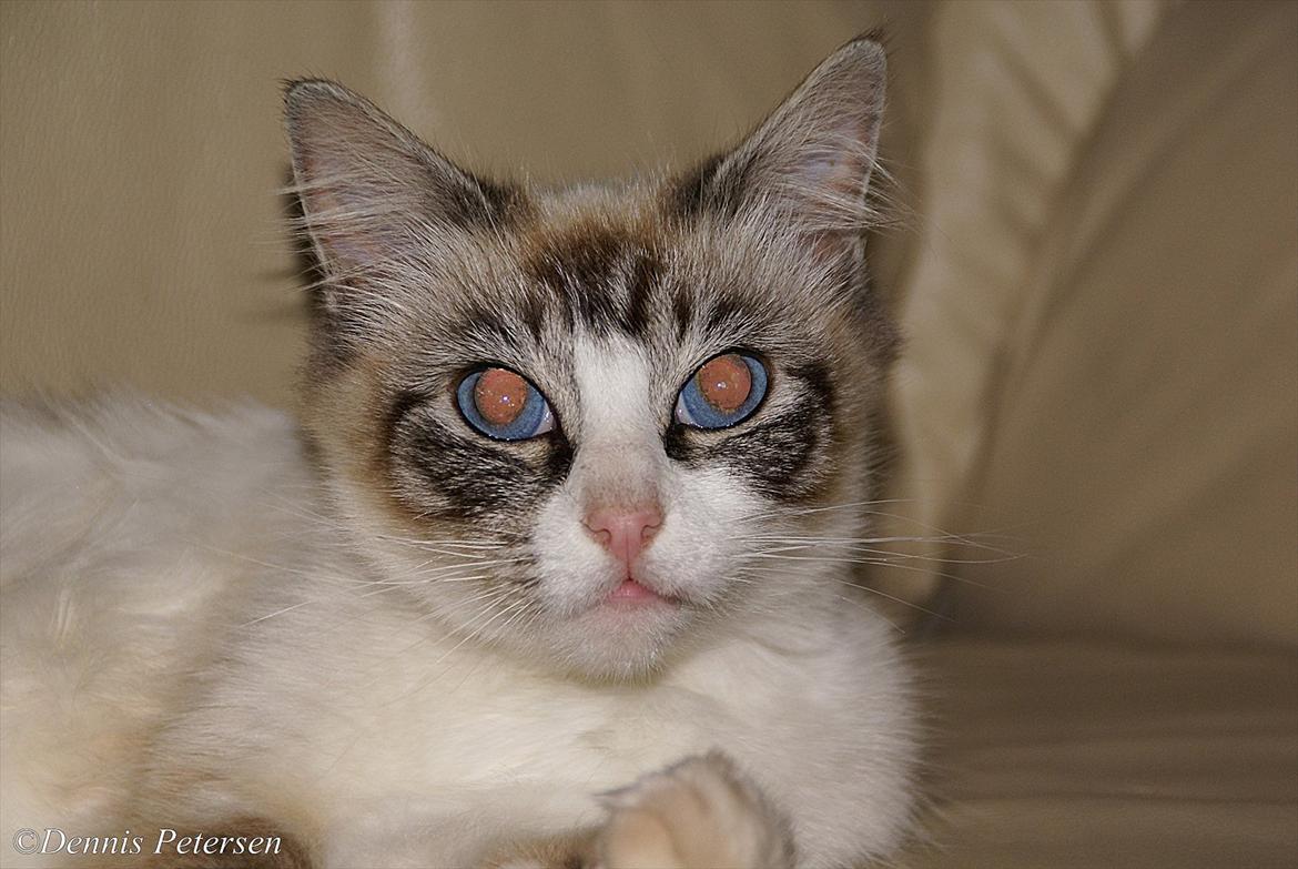 Blanding af racer Hellig Birma/ Ragdoll Chili billede 2