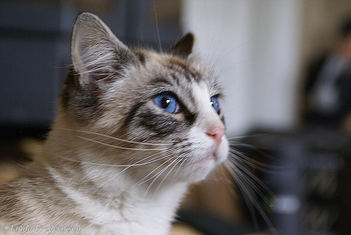 Blanding af racer Hellig Birma/ Ragdoll Chili billede 3
