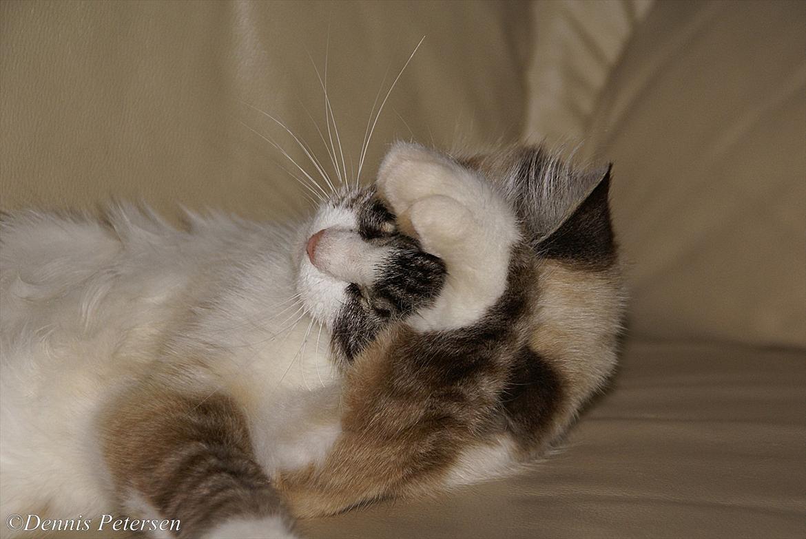 Blanding af racer Hellig Birma/ Ragdoll Chili billede 4