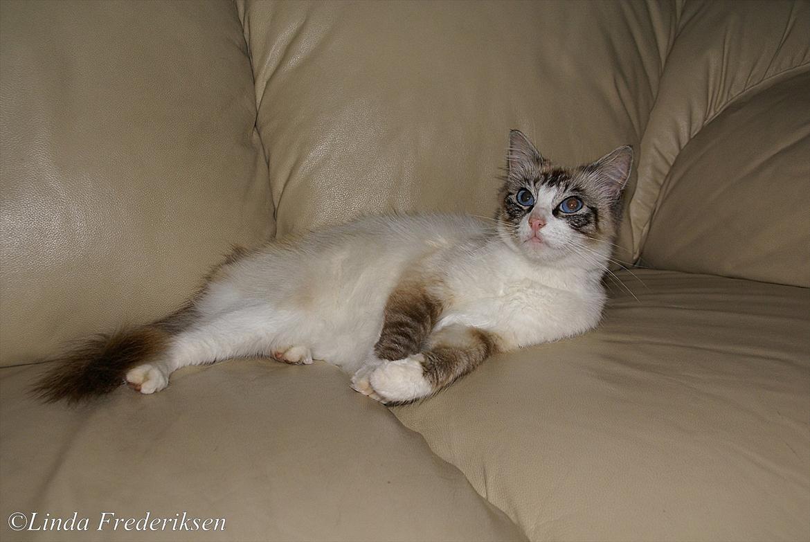Blanding af racer Hellig Birma/ Ragdoll Chili billede 5
