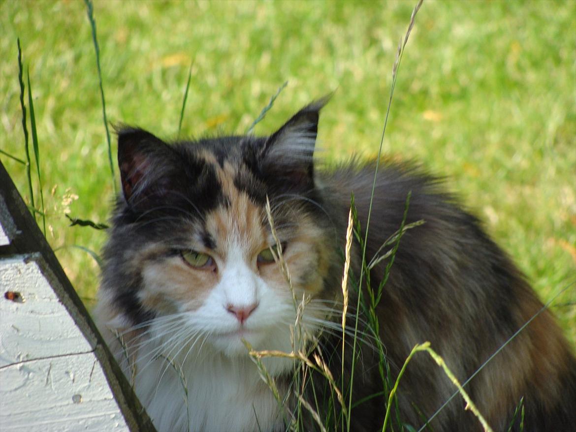 Maine Coon DK NewFarms Fiona / Freja - Freja i foråret 2009
Foto: Mor billede 18