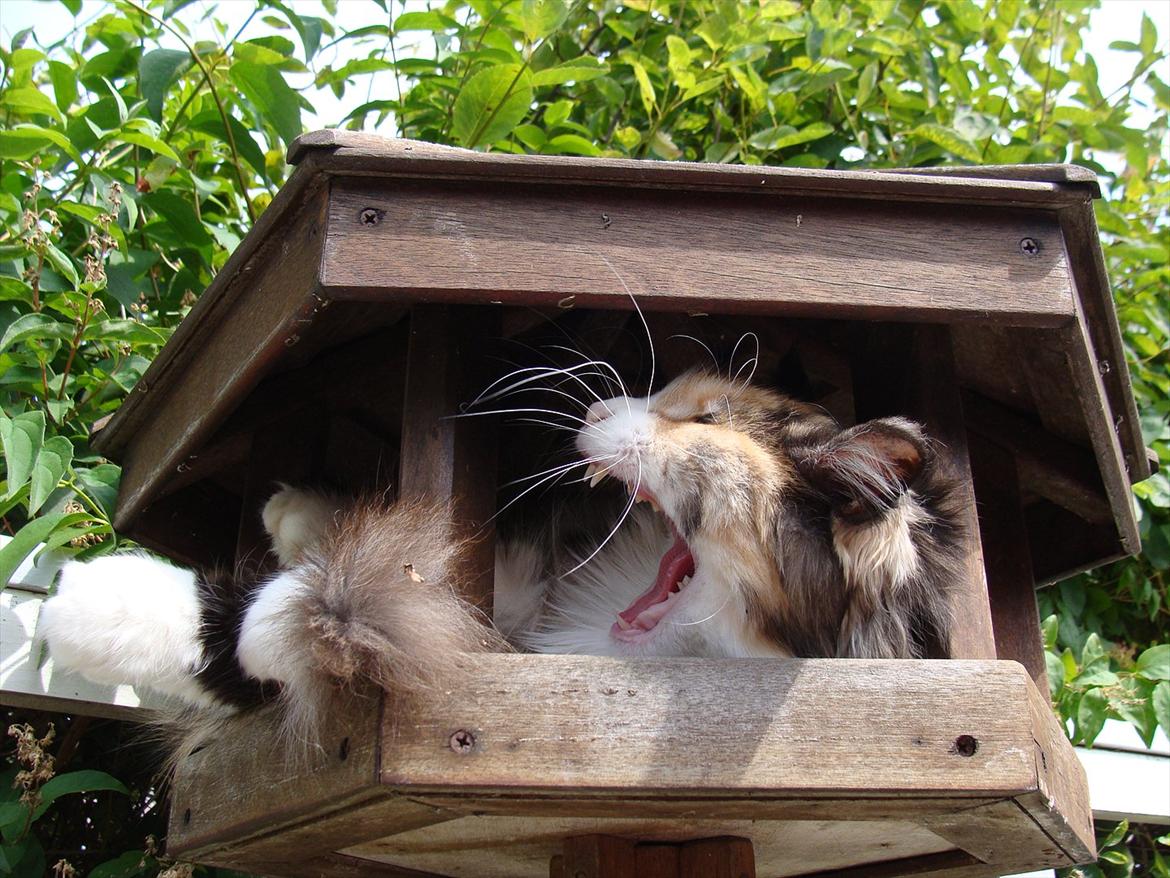 Maine Coon DK NewFarms Fiona / Freja - Freja 2010 ;D
Foto: Mor billede 19