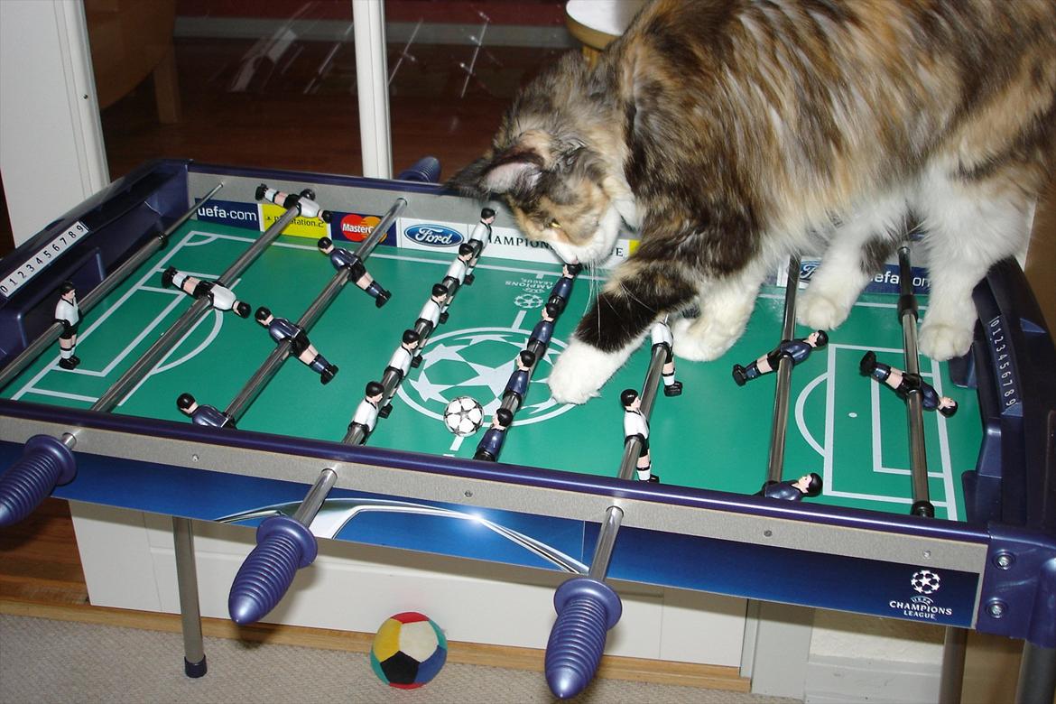 Maine Coon DK NewFarms Fiona / Freja - Vinter 2007. 1-0 til Freja :)
Foto: Mor billede 20