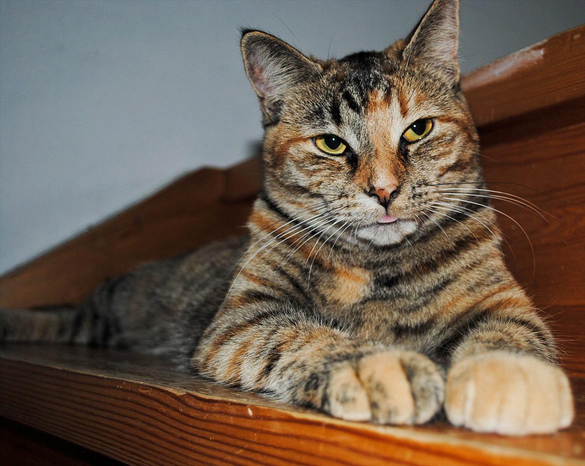 Blanding af racer Bodil billede 1