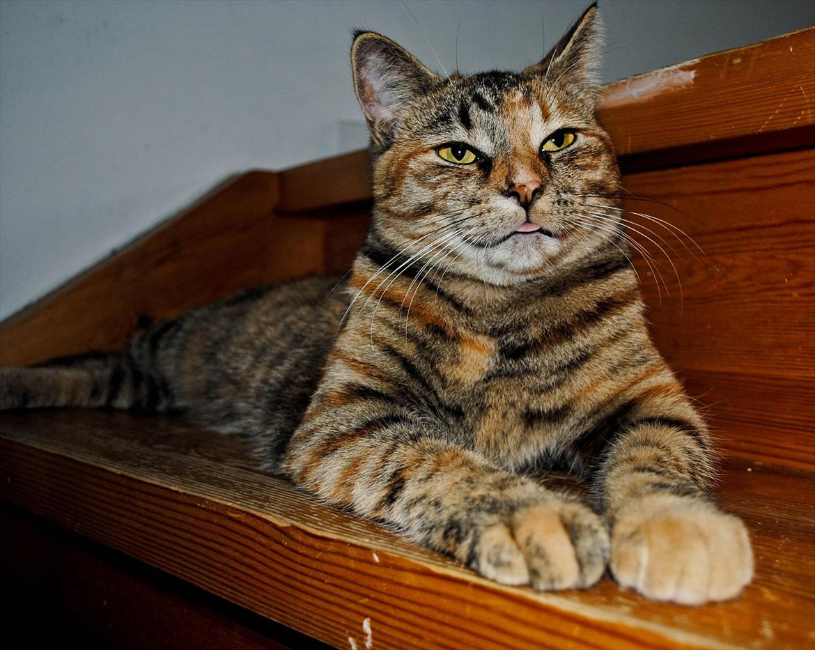 Blanding af racer Bodil billede 9