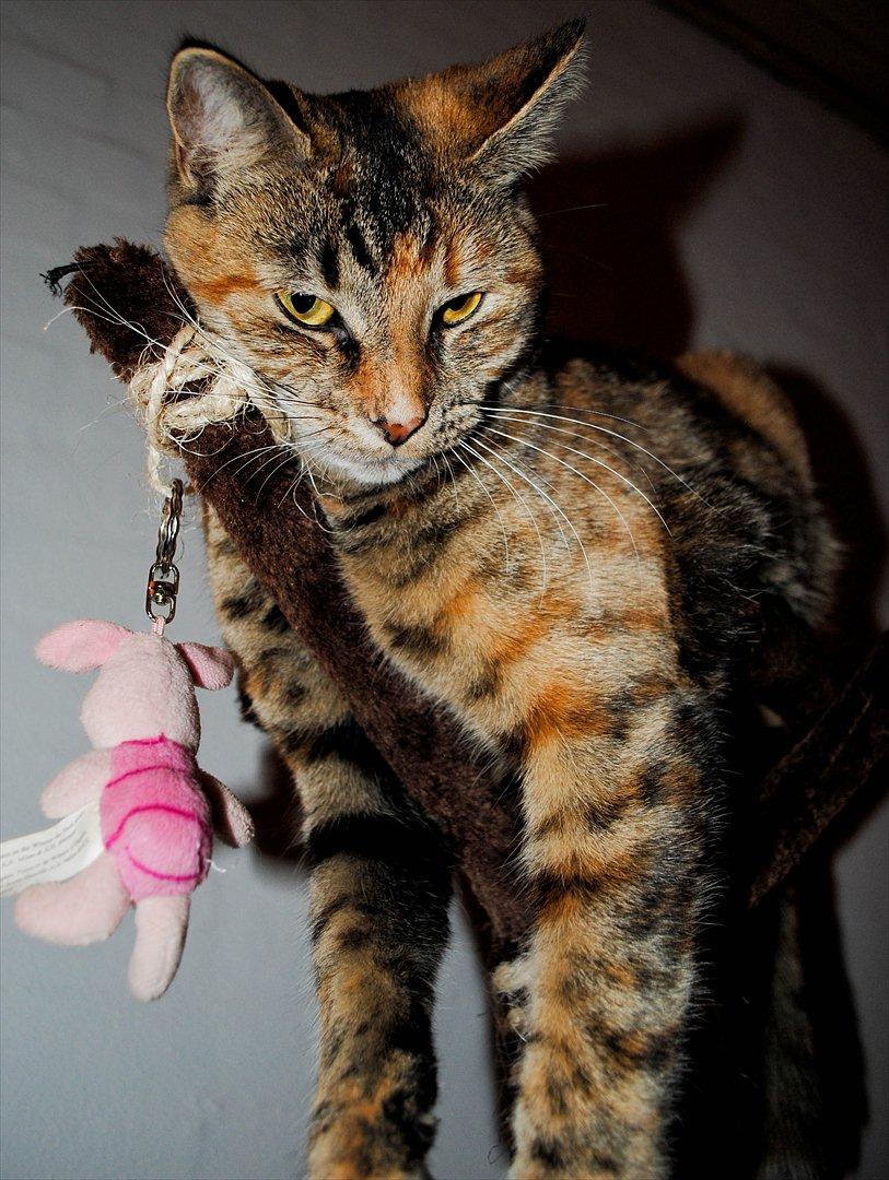 Blanding af racer Bodil billede 2