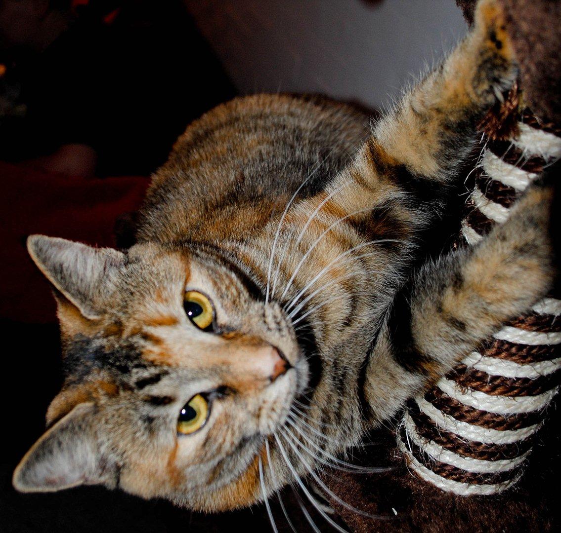 Blanding af racer Bodil billede 3