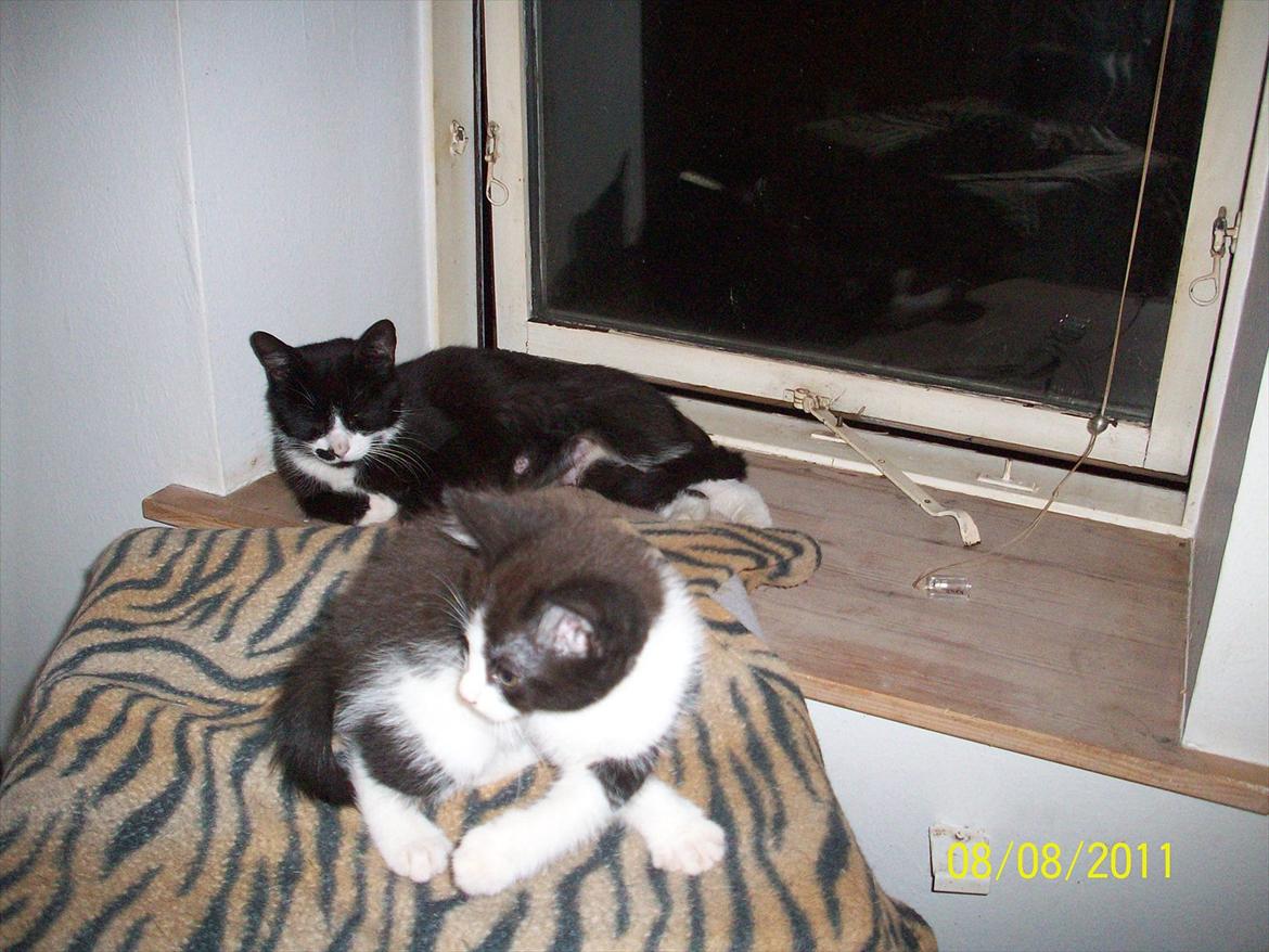 Huskat Miv billede 10