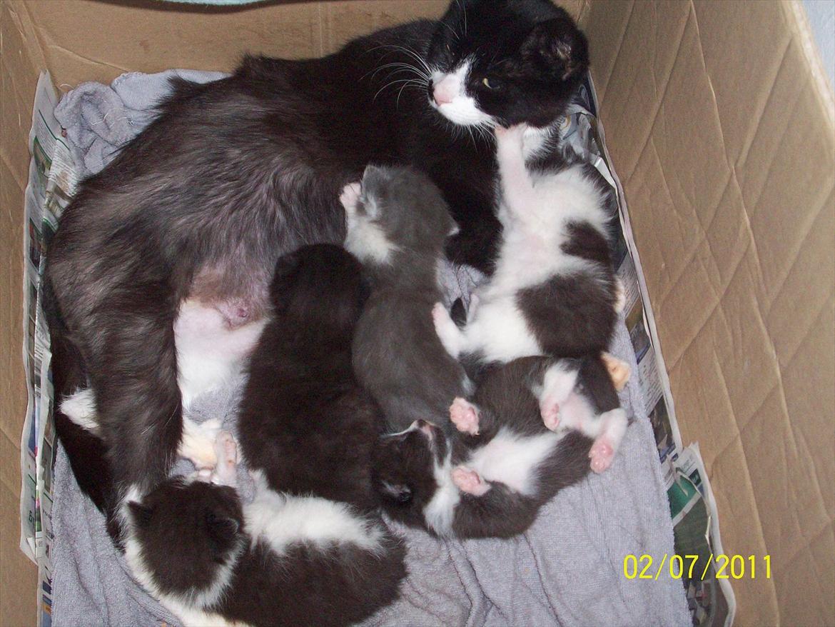 Huskat Miv - Mivze Mor ^^ billede 11