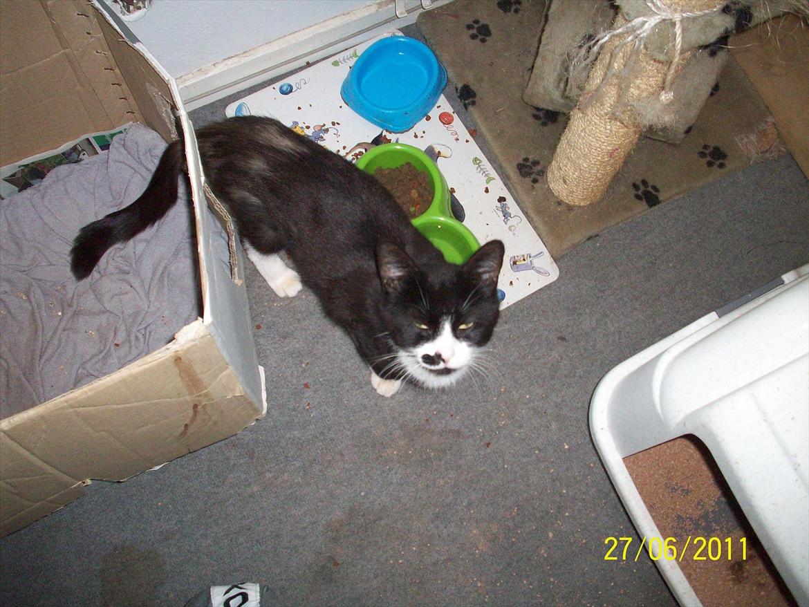 Huskat Miv billede 12