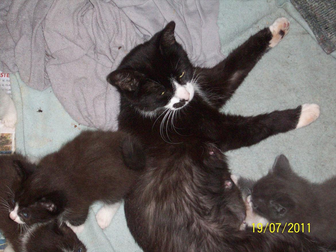 Huskat Miv billede 13