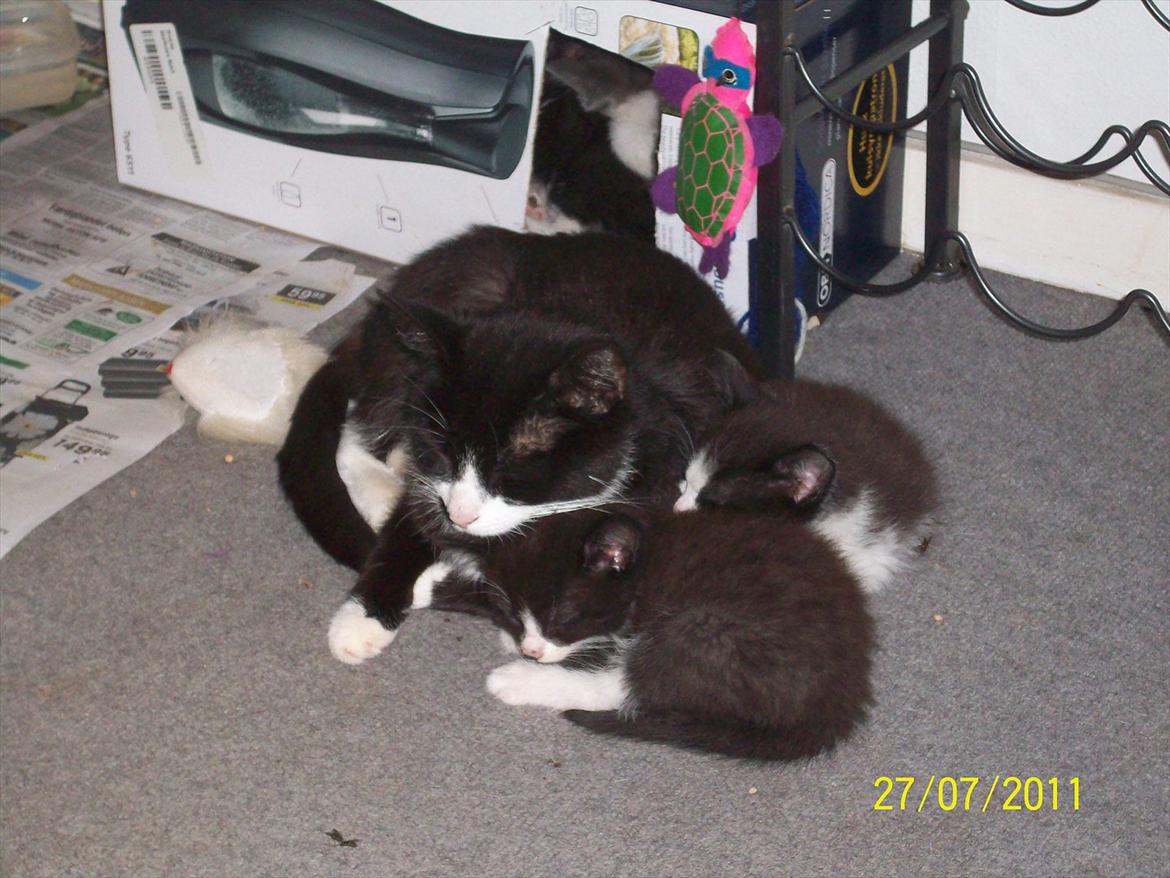 Huskat Miv billede 14