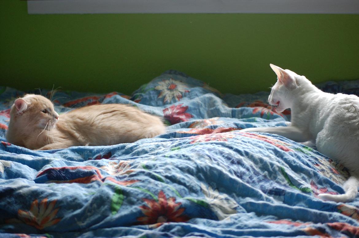 Maine Coon Lykken Pegasus aka. Preben:-* #FARS KAT# - Arwen var ikke lige helt med på ideen om ny kat;-) billede 5