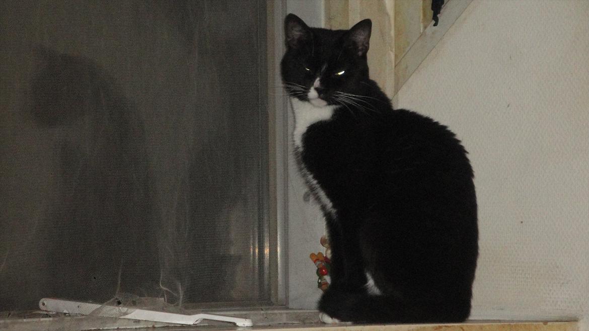 Huskat Pepe billede 14