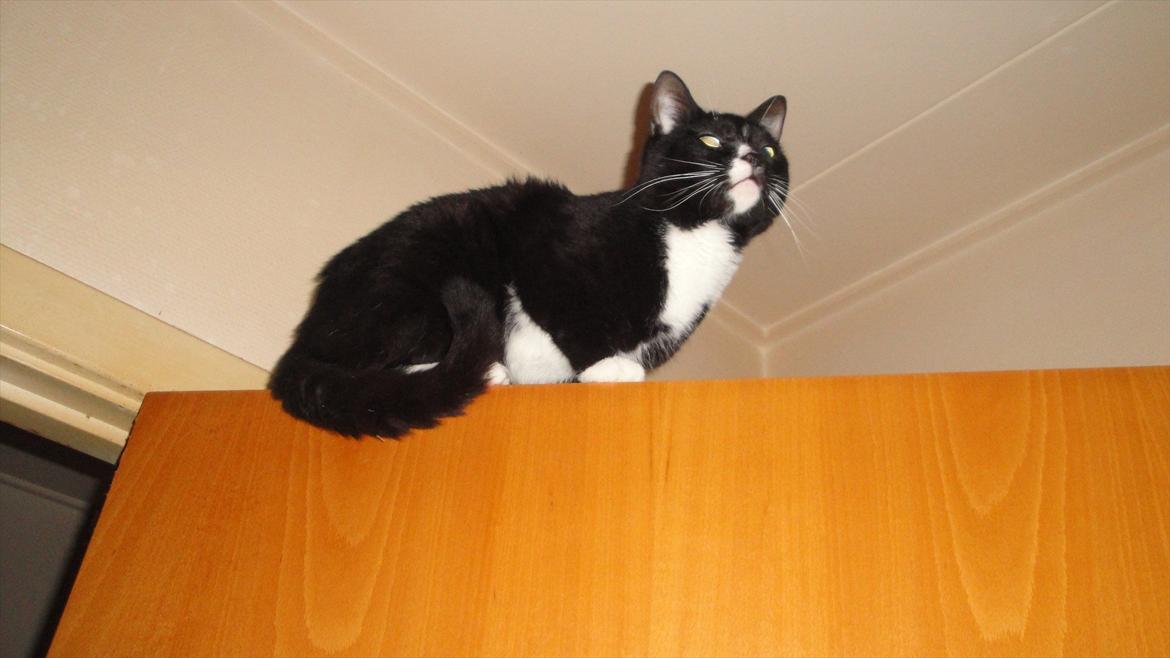 Huskat Pepe billede 15