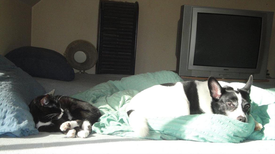 Huskat Pepe billede 16