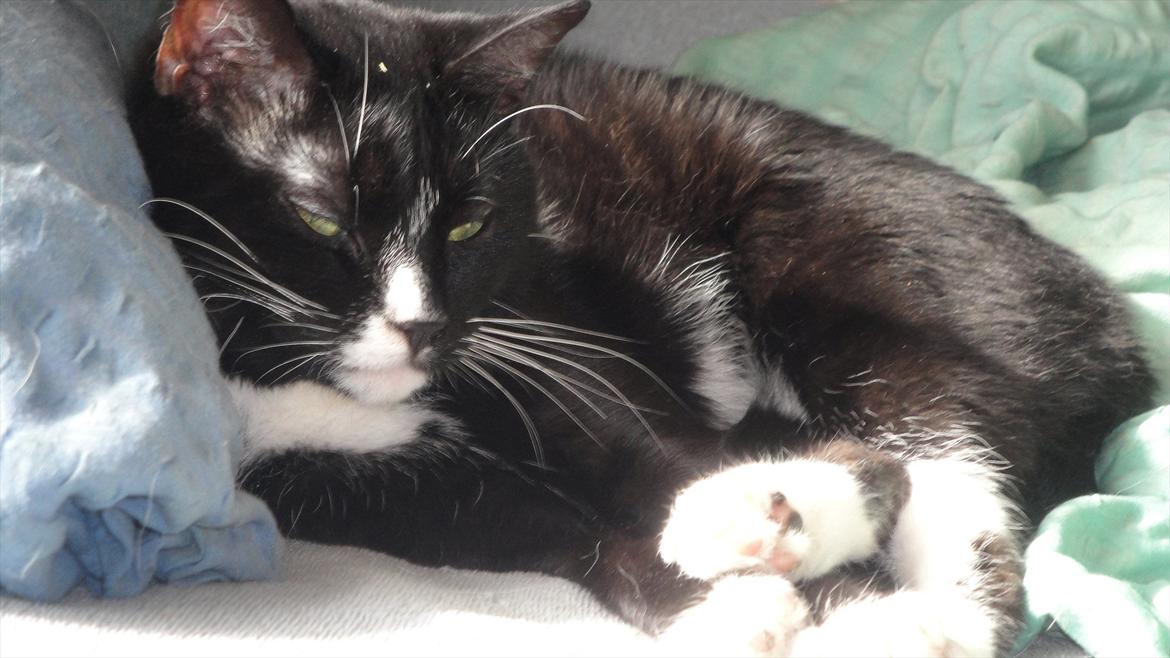 Huskat Pepe billede 17