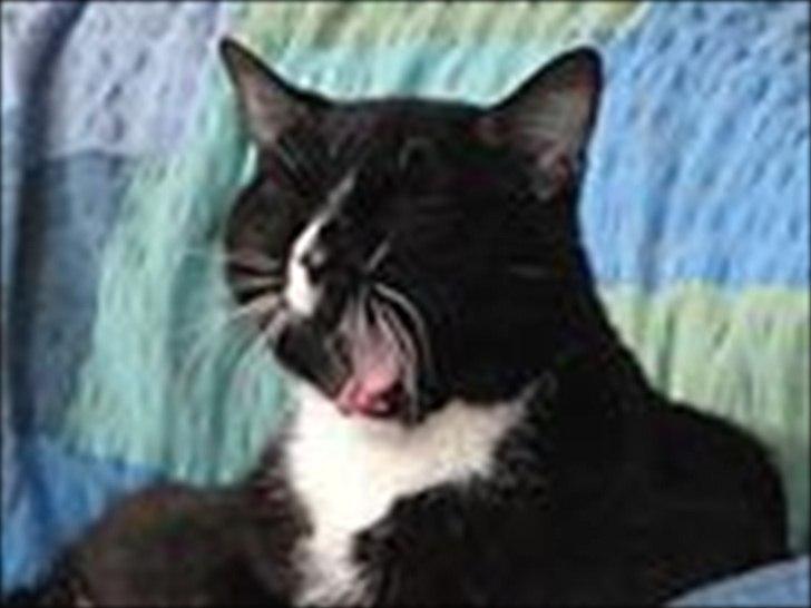 Huskat Pepe billede 18