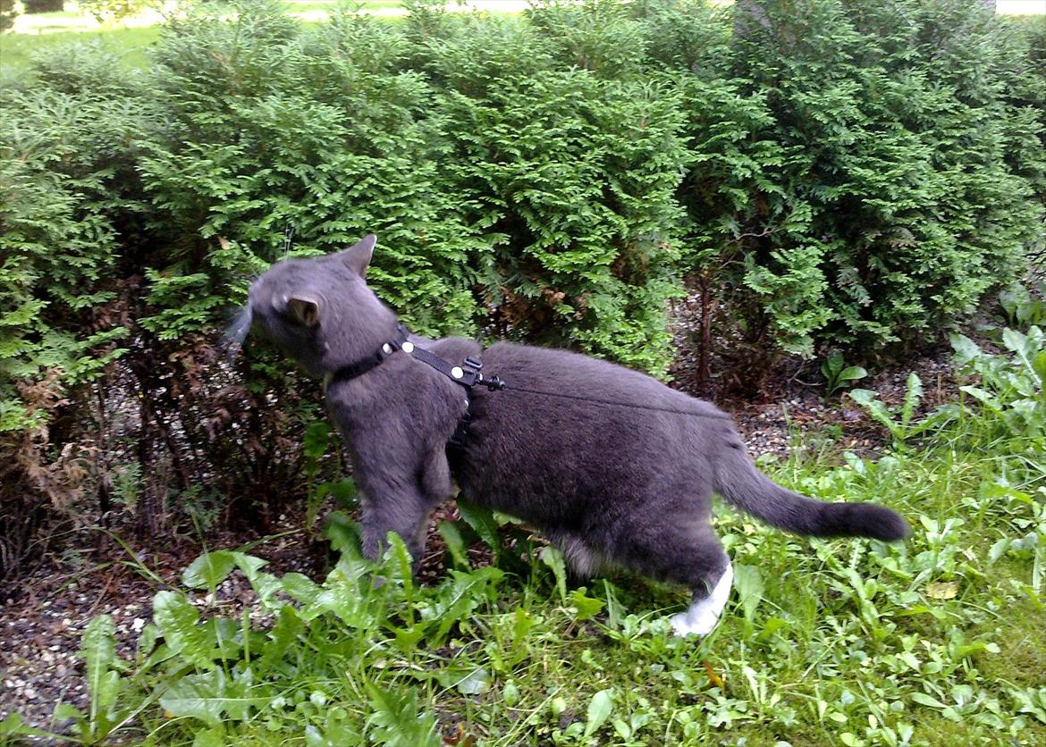 Huskat Castro - det dufter så godt udenfor billede 5