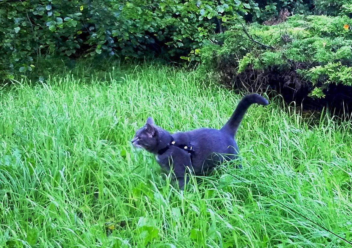 Huskat Castro billede 15